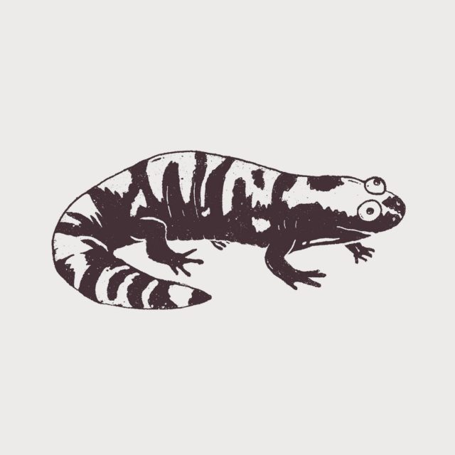 another #critter #illustration this time a #marbledsalamander #singlecolor. as everyone knows this #amphibian is the official #nc #salamander, sorry #spottedsalamander
